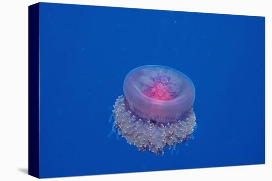 Crown Jellyfish (Netrostoma Setouchina), Red Sea, Egypt.-Reinhard Dirscherl-Premier Image Canvas