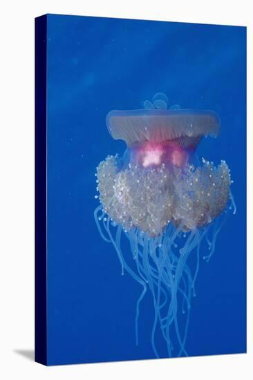 Crown Jellyfish (Netrostoma Setouchina), Red Sea, Egypt.-Reinhard Dirscherl-Premier Image Canvas