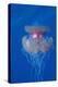 Crown Jellyfish (Netrostoma Setouchina), Red Sea, Egypt.-Reinhard Dirscherl-Premier Image Canvas