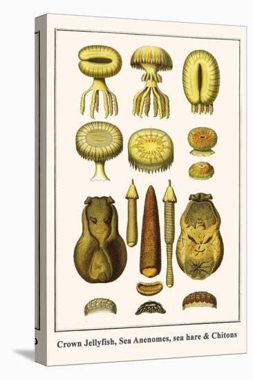 Crown Jellyfish, Sea Anenomes, Sea Hare and Chitons-Albertus Seba-Stretched Canvas