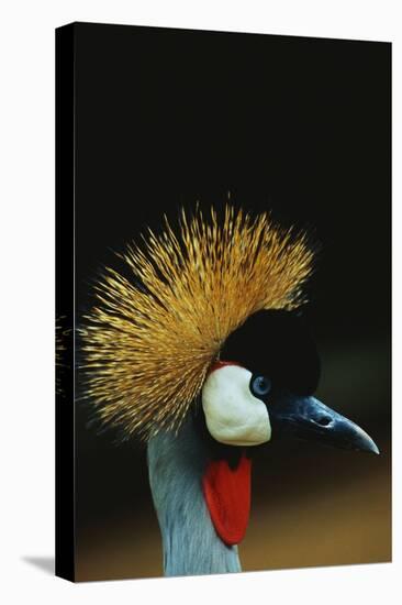 Crowned Crane Profile-W. Perry Conway-Premier Image Canvas