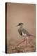 Crowned Plover (Crowned Lapwing) (Vanellus Coronatus)-James Hager-Premier Image Canvas