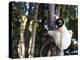 Crowned Verreaux's Sifaka (propithecus verreauxi coronatus), Nosy Iranja, northern area, Madagascar-Christian Kober-Premier Image Canvas