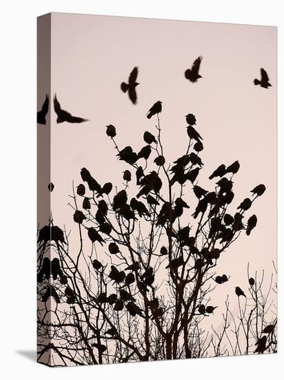 Crows Fly Over a Tree Where Others are Already Camped for the Night at Dusk in Bucharest Romania-null-Premier Image Canvas