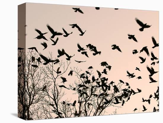 Crows Fly Over a Tree Where Others are Already Camped for the Night at Dusk in Bucharest Romania-null-Premier Image Canvas