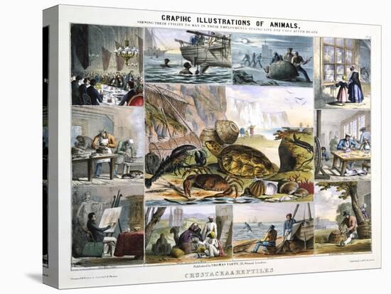 Crustacea and Reptiles, C1850-Robert Kent Thomas-Premier Image Canvas