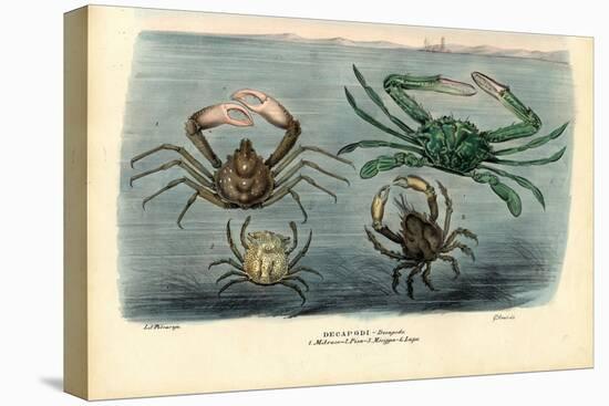 Crustaceans, 1863-79-Raimundo Petraroja-Premier Image Canvas