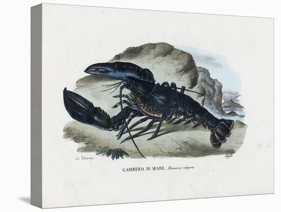 Crustaceans, 1863-79-Raimundo Petraroja-Premier Image Canvas