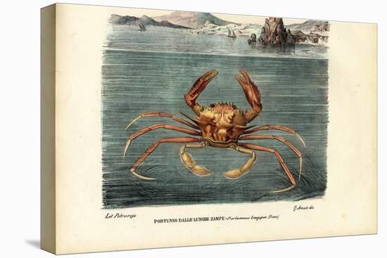 Crustaceans, 1863-79-Raimundo Petraroja-Premier Image Canvas