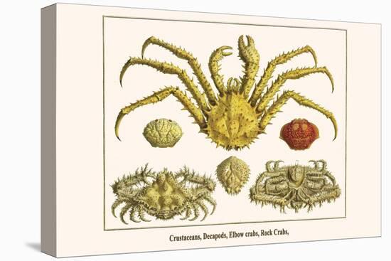 Crustaceans, Decapods, Elbow Crabs, Rock Crabs,-Albertus Seba-Stretched Canvas