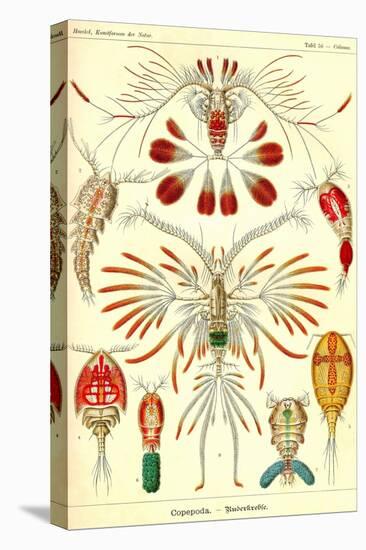 Crustaceans-Ernst Haeckel-Stretched Canvas