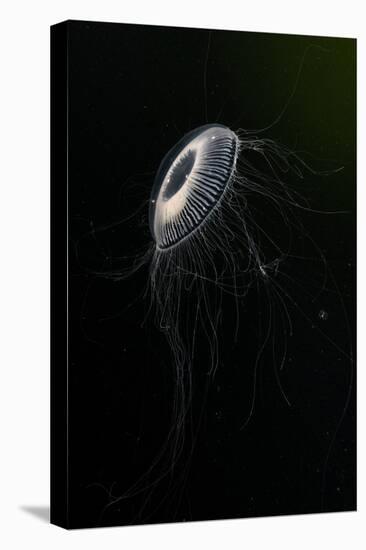 Crystal jellyfish in deep water, Norway-Franco Banfi-Premier Image Canvas