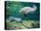 Crystal River Manatee-Lucy P. McTier-Premier Image Canvas
