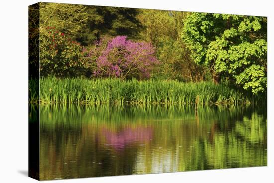 Crystal Springs Rhododendron Garden in Spring, Portland, Oregon, USA-Michel Hersen-Premier Image Canvas