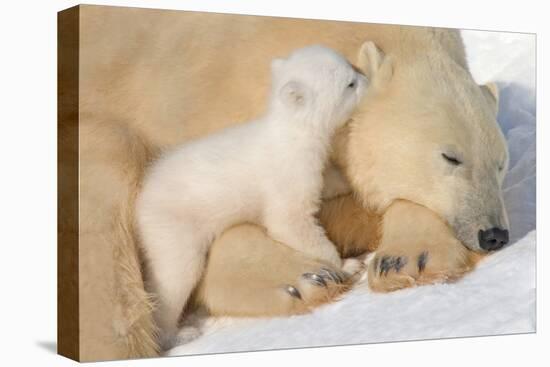 Cub Whispering to Mother-Howard Ruby-Premier Image Canvas