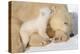 Cub Whispering to Mother-Howard Ruby-Premier Image Canvas