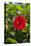 Cuba, Artemisa, Las Terrazas, Hibiscus Flower-Inger Hogstrom-Premier Image Canvas