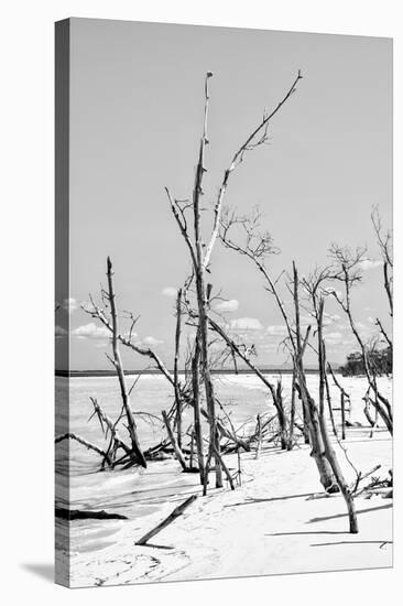 Cuba Fuerte Collection B&W - Desert of White Trees VI-Philippe Hugonnard-Stretched Canvas