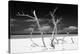 Cuba Fuerte Collection B&W - Trees and White Sand V-Philippe Hugonnard-Premier Image Canvas