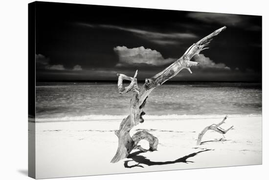 Cuba Fuerte Collection B&W - Trees and White Sand VII-Philippe Hugonnard-Stretched Canvas