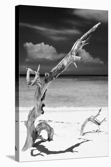 Cuba Fuerte Collection B&W - Trees and White Sand X-Philippe Hugonnard-Stretched Canvas