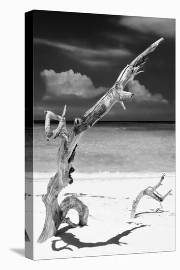 Cuba Fuerte Collection B&W - Trees and White Sand X-Philippe Hugonnard-Premier Image Canvas