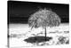 Cuba Fuerte Collection B&W - Tropical Beach Umbrella III-Philippe Hugonnard-Premier Image Canvas