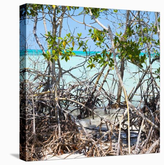 Cuba Fuerte Collection SQ - Mangroves-Philippe Hugonnard-Stretched Canvas