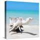 Cuba Fuerte Collection SQ - Wooden Turtle on the Beach-Philippe Hugonnard-Stretched Canvas