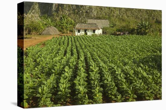 Cuba, Vinales. a Field of Tobacco Ready for Harvesting on a Farm in the Valley-Brenda Tharp-Premier Image Canvas