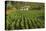 Cuba, Vinales. a Field of Tobacco Ready for Harvesting on a Farm in the Valley-Brenda Tharp-Premier Image Canvas