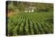 Cuba, Vinales. a Field of Tobacco Ready for Harvesting on a Farm in the Valley-Brenda Tharp-Premier Image Canvas
