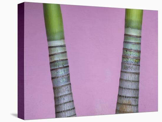 Cuba, Vinales. rings on trunks of palm trees in front of pink wall.-Merrill Images-Premier Image Canvas