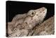 Cuban False Chameleon (Chamaeleolis), captive, Cuba, West Indies, Central America-Janette Hill-Premier Image Canvas