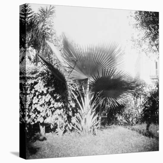 Cuban Foliage-null-Stretched Canvas