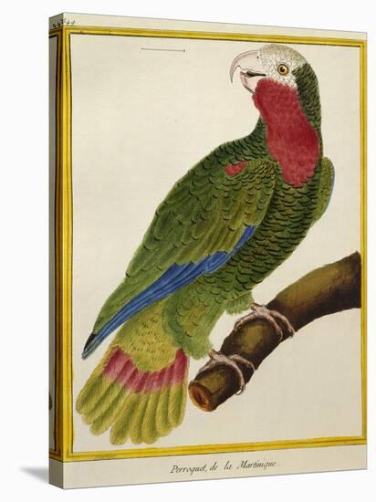 Cuban Parrot (Amazona Leucocephala)-null-Premier Image Canvas