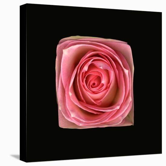 Cubic Pink Rose-Winfred Evers-Premier Image Canvas