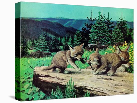 Cubs at Play-Stan Galli-Premier Image Canvas