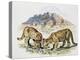 Cubs of Cougar, Puma or Mountain Lion (Puma Concolour), Felidae-null-Premier Image Canvas