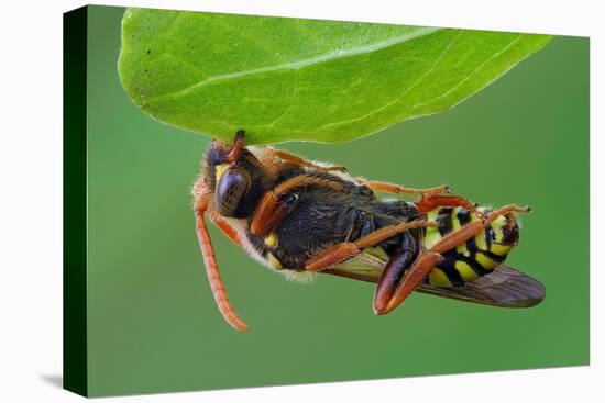 Cuckoo Bee roosting by clamping onto vegetation, UK-Andy Sands-Premier Image Canvas
