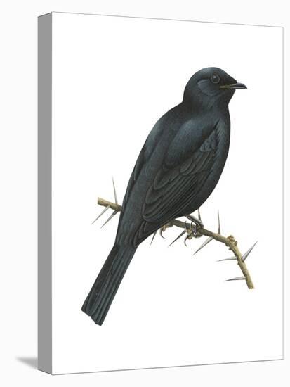 Cuckoo-Shrike (Campephaga), Birds-Encyclopaedia Britannica-Stretched Canvas