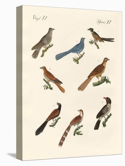 Cuckoos from Various Countries-null-Premier Image Canvas