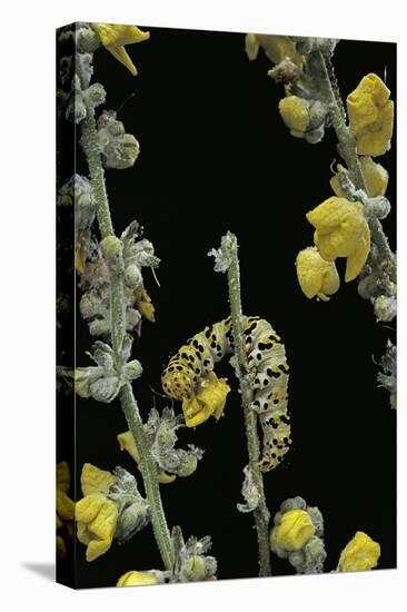Cucullia Verbasci (Mullein Moth) - Caterpillar Feeding on Mullein-Paul Starosta-Premier Image Canvas