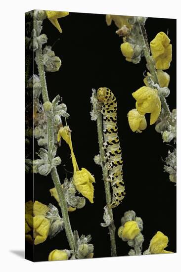 Cucullia Verbasci (Mullein Moth) - Caterpillar Feeding on Mullein-Paul Starosta-Premier Image Canvas