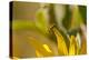 Cucumber Beetle on sunflower-Michael Scheufler-Premier Image Canvas