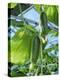 Cucumber Cultivation-Bjorn Svensson-Premier Image Canvas