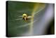 Cucumber spider, Exeter, Devon-David Pike-Premier Image Canvas