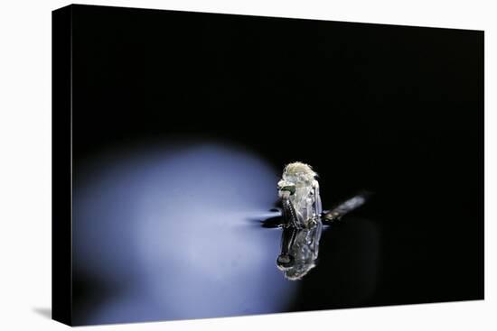 Culex Pipiens (Common House Mosquito) - Emerging (B3)-Paul Starosta-Premier Image Canvas