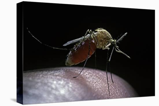 Culex Pipiens (Common House Mosquito) - Gorged with Human Blood-Paul Starosta-Premier Image Canvas