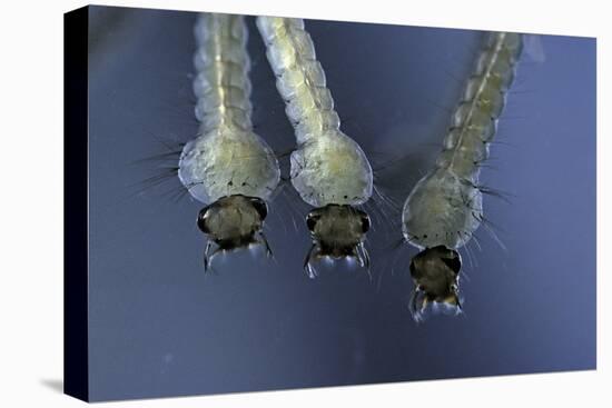 Culex Pipiens (Common House Mosquito) - Larvae-Paul Starosta-Premier Image Canvas